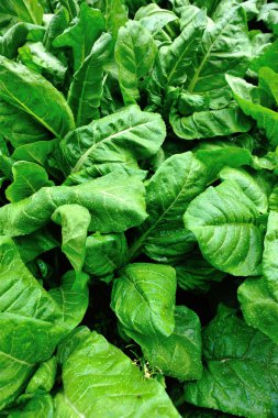 Gümüş pancar Bahçe