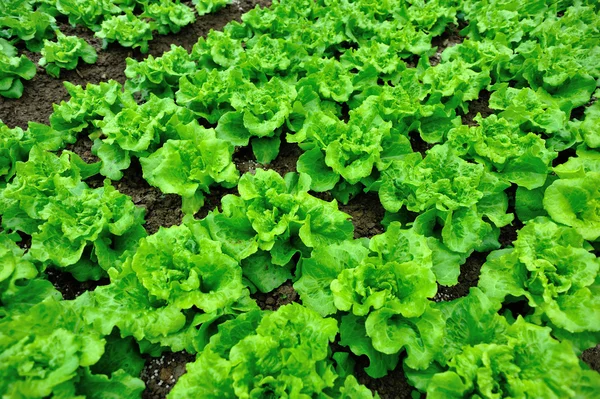 Green lettuce crops — Stock Photo, Image