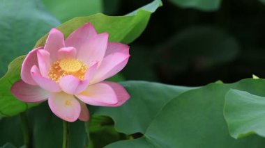 pembe nilüfer çiçeği