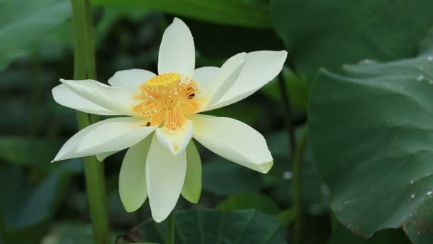 Belle fleur de lotus à l'étang — Video