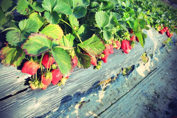 Reife Erdbeere Feld — Stockfoto