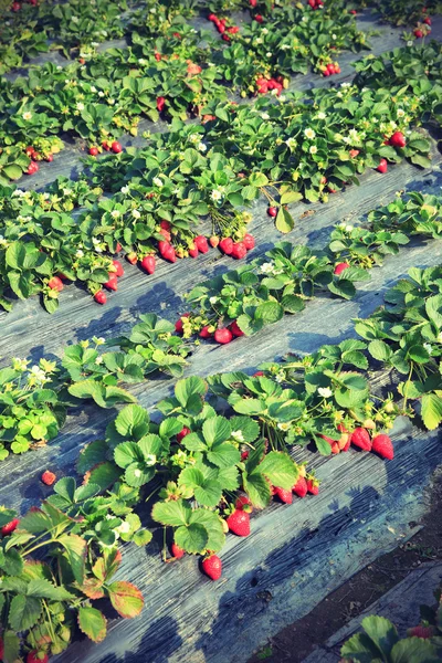 Campo de morango maduro — Fotografia de Stock