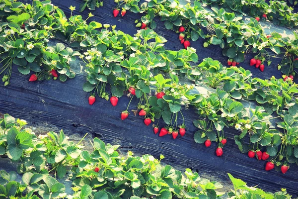 Ripe Strawberry field — Stock Photo, Image