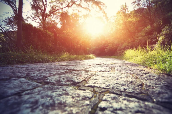 Stone trail in forest under sunrise — Stock Photo, Image