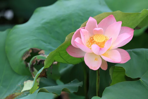 Bellissimo fiore di loto — Foto Stock