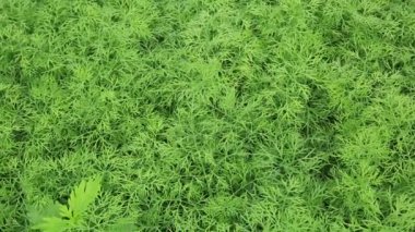 motherwort bitki bahçesinde yetiştirilen