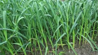 Yeşil sarımsak Filiz büyüme