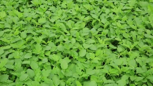 Planta de hierba madre cultivada en el jardín — Vídeo de stock