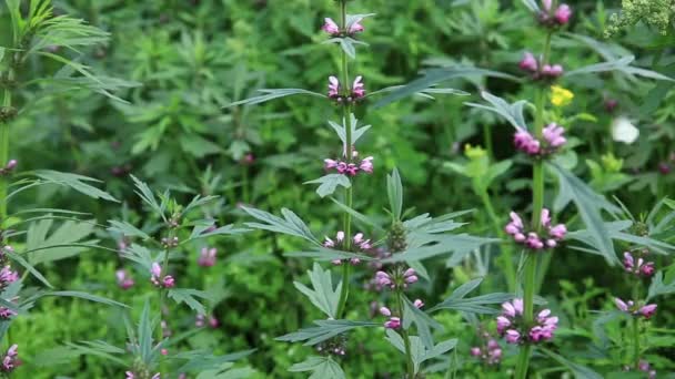 Motherwort plants with flowers in growth — Stock Video