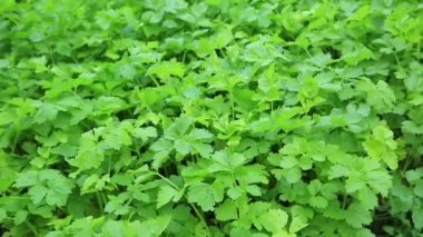 Yeşil kereviz bitki