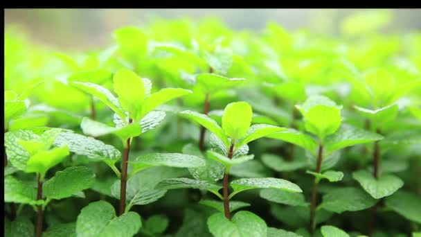 Plantas de hortelã no campo — Vídeo de Stock