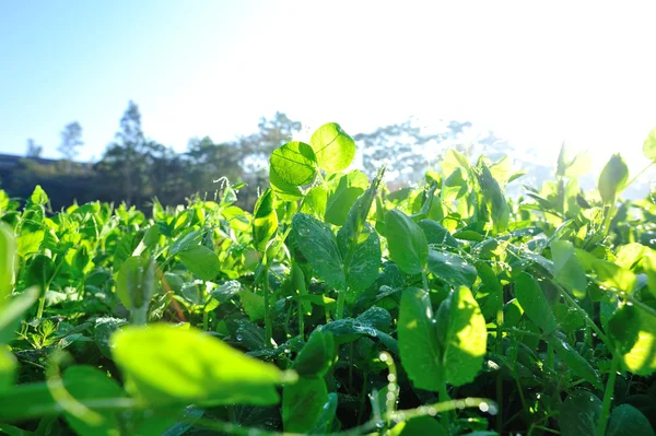 Zelený Hrášek Rostliny Růst Zeleninové Zahradě — Stock fotografie