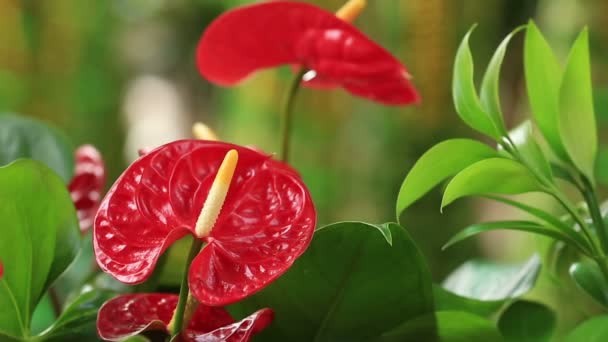 Rode anthurium bloemen — Stockvideo