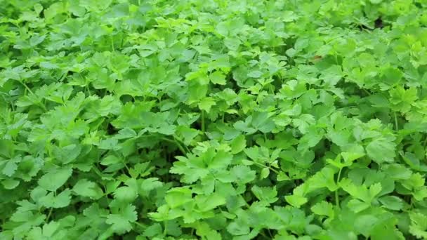 Zelený celer rostliny — Stock video