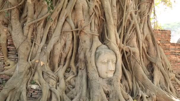 Cabeza de buda en raíces de árbol — Vídeos de Stock