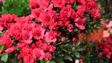 Şeftali çiçekleri çiçeği