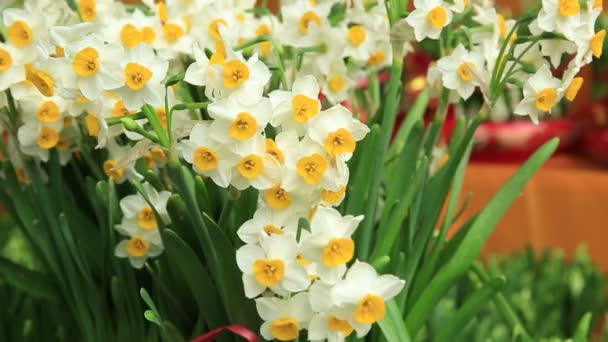 Witte narcissus bloemen — Stockvideo