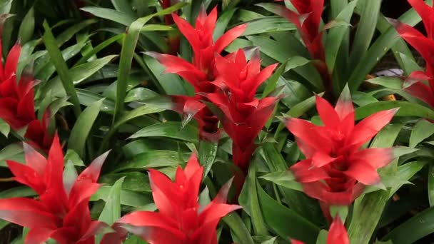 Poinsettia bloeiende bloemen — Stockvideo