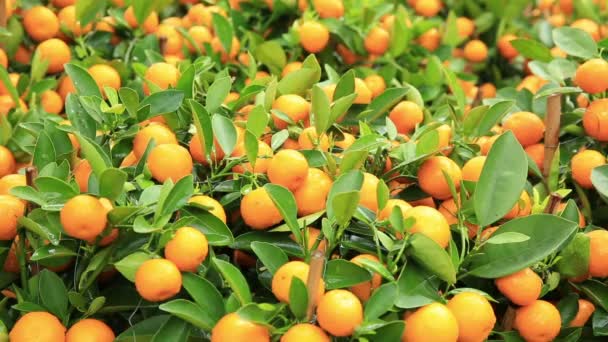 Mandarinas maduras con hojas — Vídeos de Stock