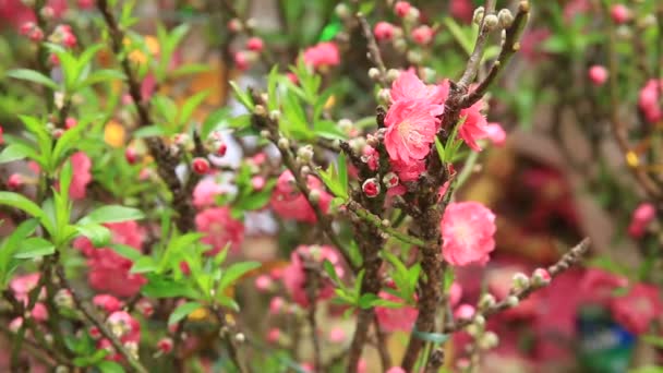 Flores de pêssego florescendo — Vídeo de Stock