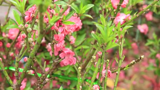 Persika blommor blommar — Stockvideo