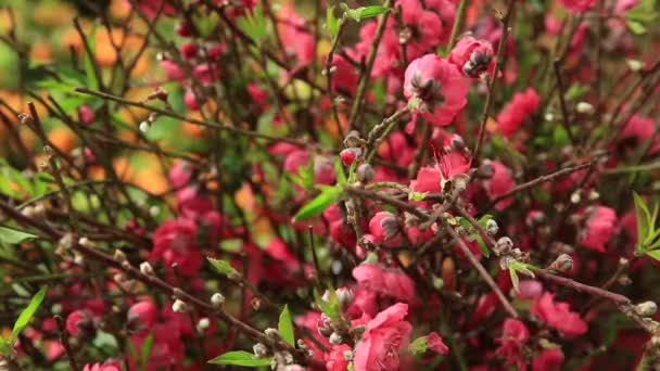 Flores de melocotón floreciendo — Vídeo de stock