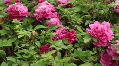 Pembe şakayık çiçekleri