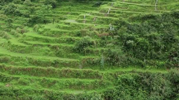 Campo de chá verde — Vídeo de Stock