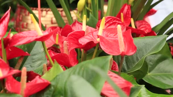 Piros Calla liliom virágok — Stock videók