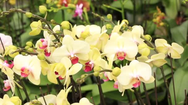 Piękne kwiaty orchidei — Wideo stockowe