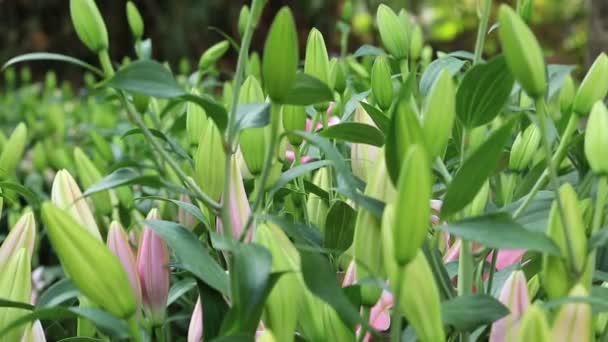 Bunte Lilienblüten — Stockvideo