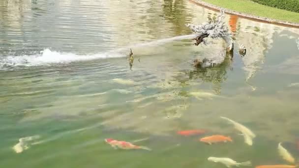 Ikan mas berenang — Stok Video