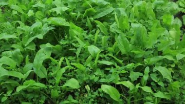 yeşil bitkiler Bahçe yataklar