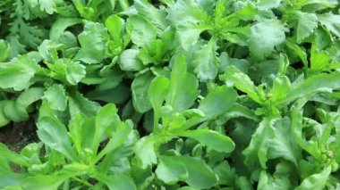 yeşil bitkiler Bahçe yataklar