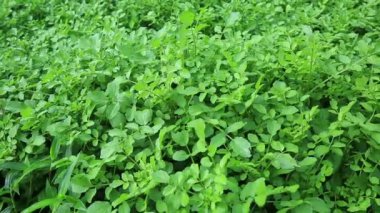 yeşil bitkiler Bahçe yataklar