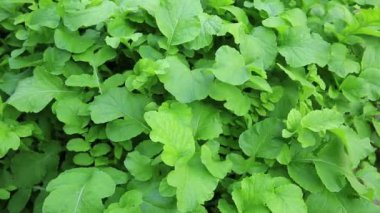 yeşil bitkiler Bahçe yataklar