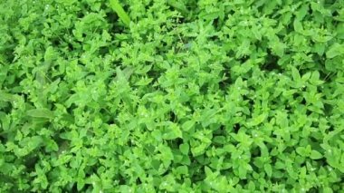 yeşil bitkiler Bahçe yataklar