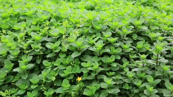 Plantas verdes en cama de jardín — Vídeo de stock