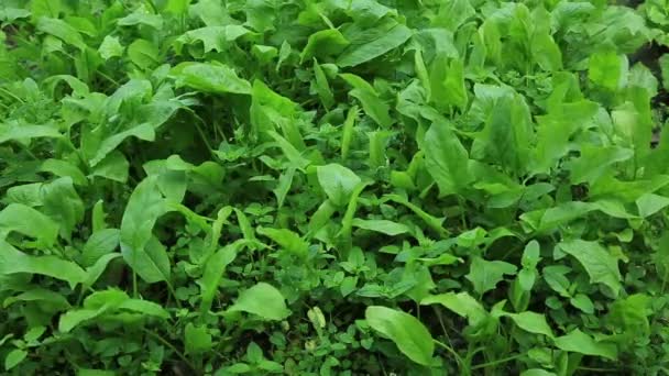 Gröna växter i trädgård säng — Stockvideo
