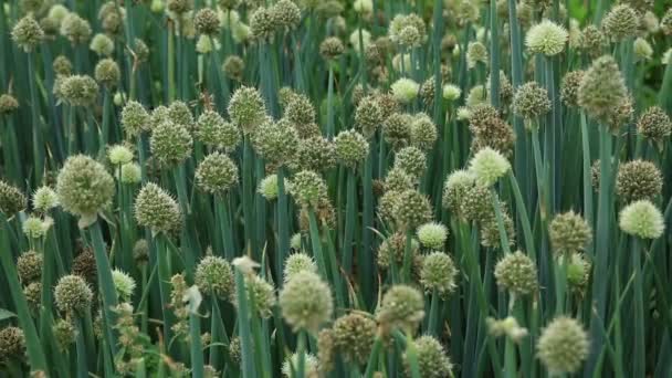 Cebollas verdes chinas — Vídeos de Stock