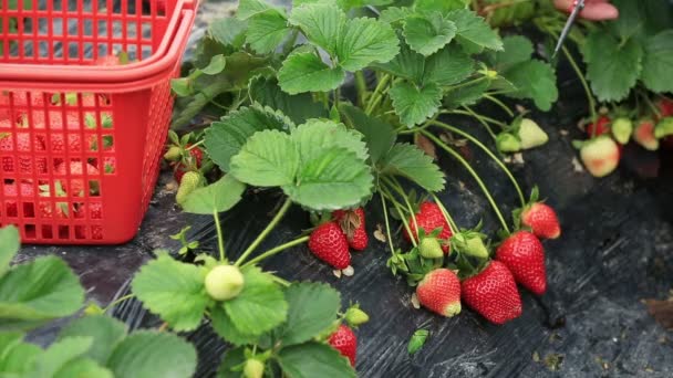 Hembra cosechando fresas en el campo — Vídeo de stock