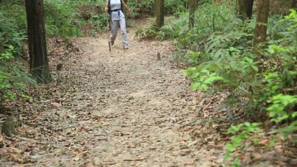 Ormanda genç kadın uzun yürüyüşe çıkan kimse — Stok video