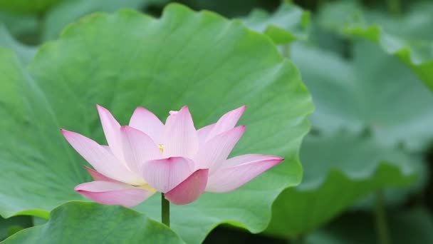 Pink lotus flower — Stock Video