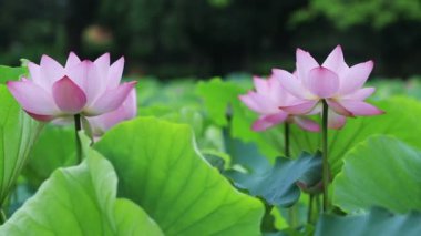 pembe lotus çiçekleri