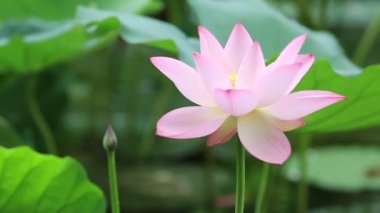 pembe nilüfer çiçeği