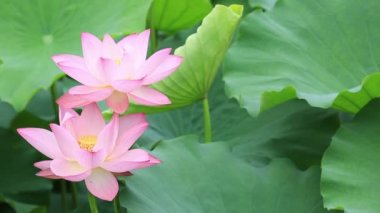 pembe lotus çiçekleri