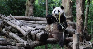 Panda yerde oturuyor ve sakince bambu yiyor..