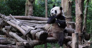 Dev panda habitat videosunda oturup bambu çubuğu yemekten zevk alıyor..