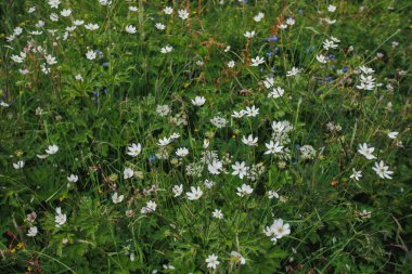 Otlakta yabani beyaz çiçek