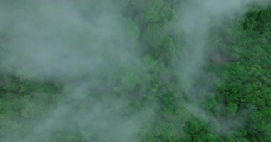 Dik bir yamacı kaplayan yemyeşil tropikal ormanın yoğun hava manzarası.